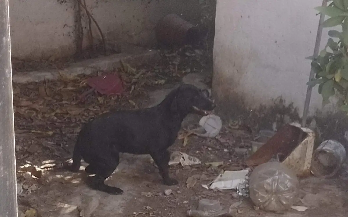 Rescatan a dos perritos que vivían entre la basura y excremento en Tamaulipas Facebook @FGJTam (1)